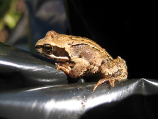 frog
