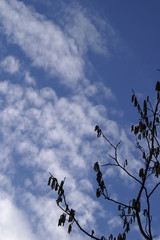 haselnußblüte vor blauem himmel