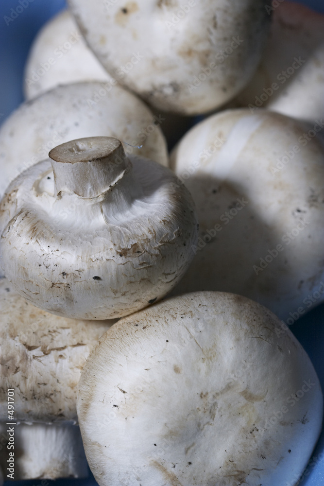 Canvas Prints field mushroom