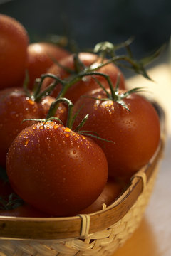 tomato's basket
