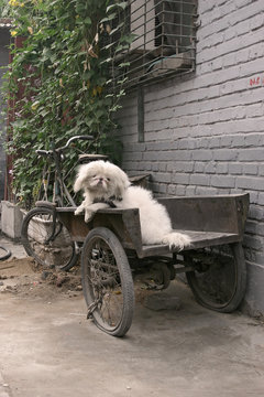 chinese dog