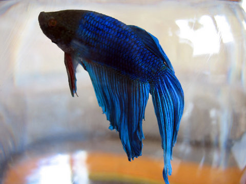 beta fish macro