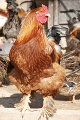 coq