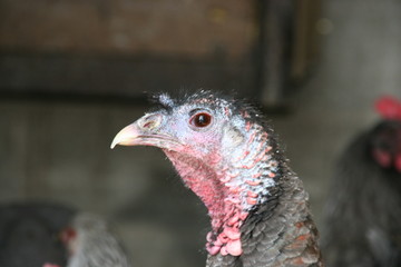 portrait de dindon