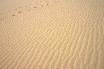 Fototapeta na wymiar dune2