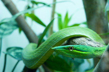 green vine snake