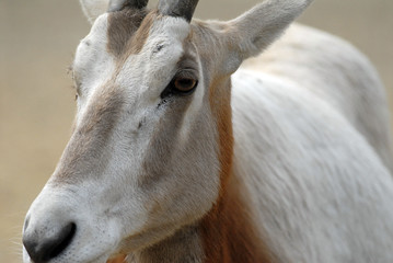 oryx algazelle