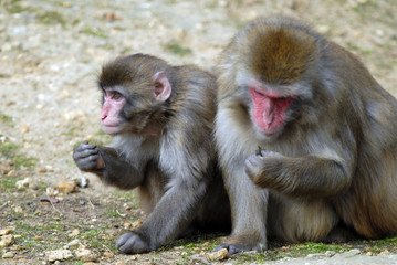 macaque du japon