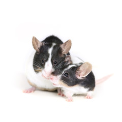 mice in love 2
