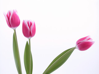 Fototapeta premium spring time