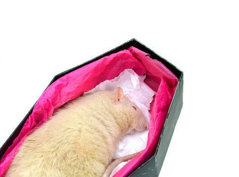 rat