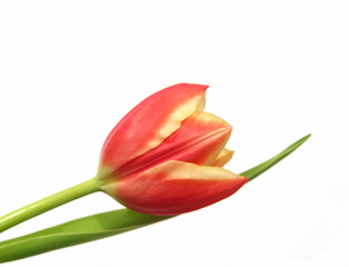 tulip - tulipa gesneriana