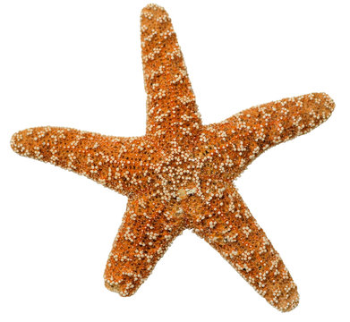 seestern