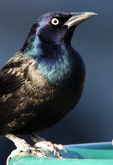 common grackle closeup