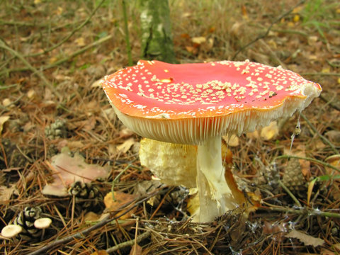 toadstool