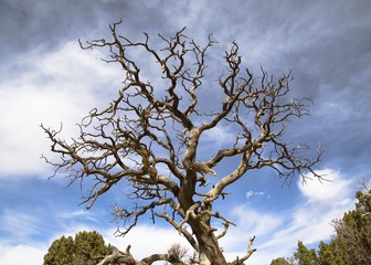 finger-like tree closeup