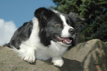 border collie