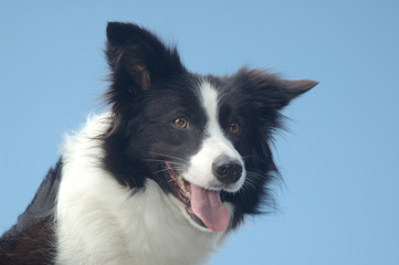 border collie