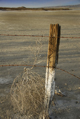 desert tumbleweed and fencing