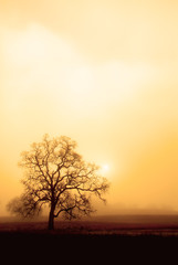 fog, oak and sun in sepia