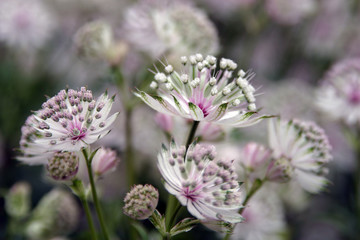 delicate white flowers stained with purple