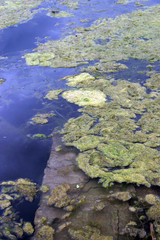 algae bloom in water