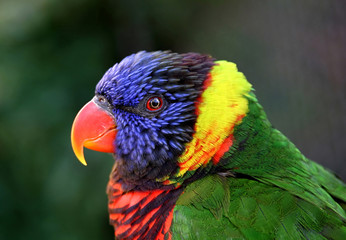 beautiful colorful parrot staring straight at camera with wide e