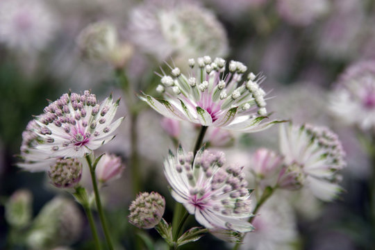 Fototapeta delicate white flowers stained with purple
