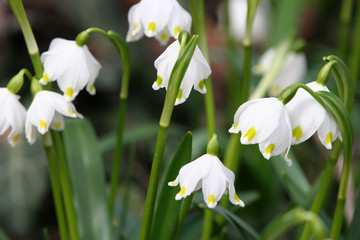 die fr&uuml;hlingsboten