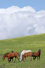 Fototapeta na wymiar brązowe i białe hiszpańskie konie w zielonym polu