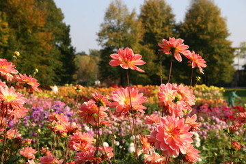 Obraz premium farben des herbstes