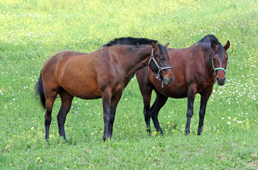 two brown spanish andalucian horses standing in a field