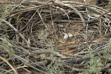 eagle nest, whole circle