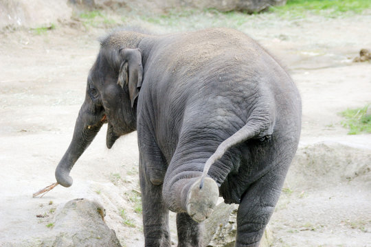 elephant shaking a leg