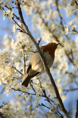 robin amongst blossom