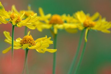 daisies and paintbrush