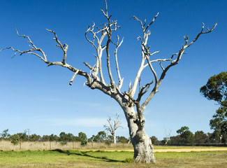 lonely gum tree.jpg