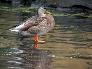 duck