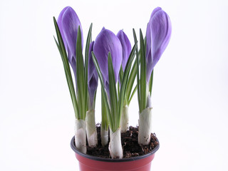 crocuses - buds