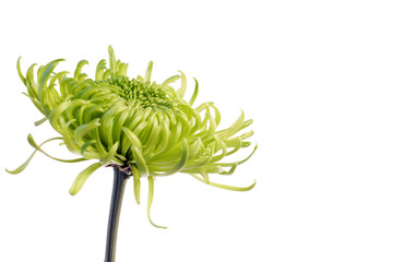 green shamrock chrysanthemum