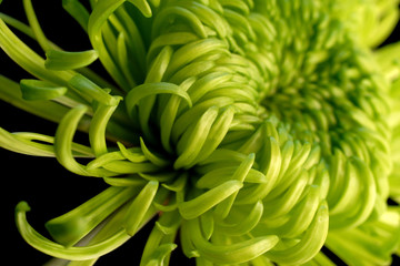 green shamrock chrysanthemum