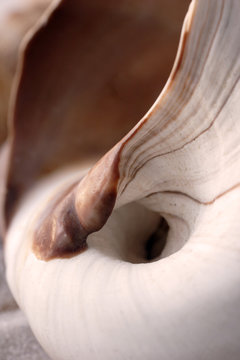 seashell