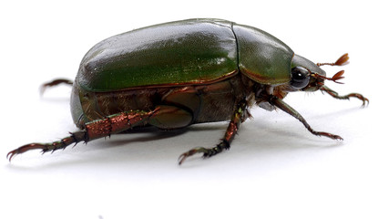 green carab beetle