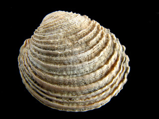 bivalve © BGStock72