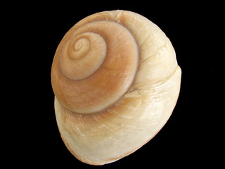 gastropod