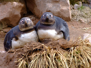 two sleepy penguins