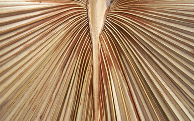 feuille de palmier séchée