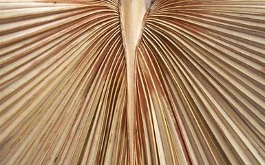 Foto auf Acrylglas Palme getrocknetes Palmenblatt