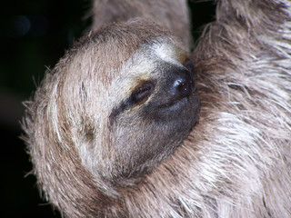 sleeping sloth © Grigory Kubatyan