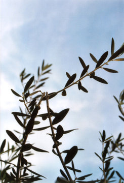 branches & leaves - olive tree